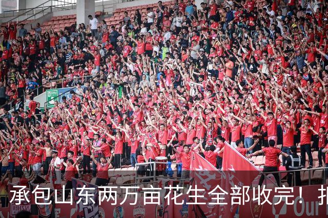 承包山东两万亩花生全部收完！扣完成本，最后利润到底有多少？